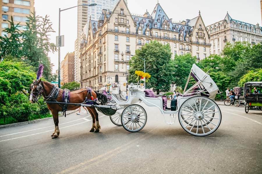 NYC: Guided Central Park Horse Carriage Ride - The horse and the interaction: treats, blankets, and respect