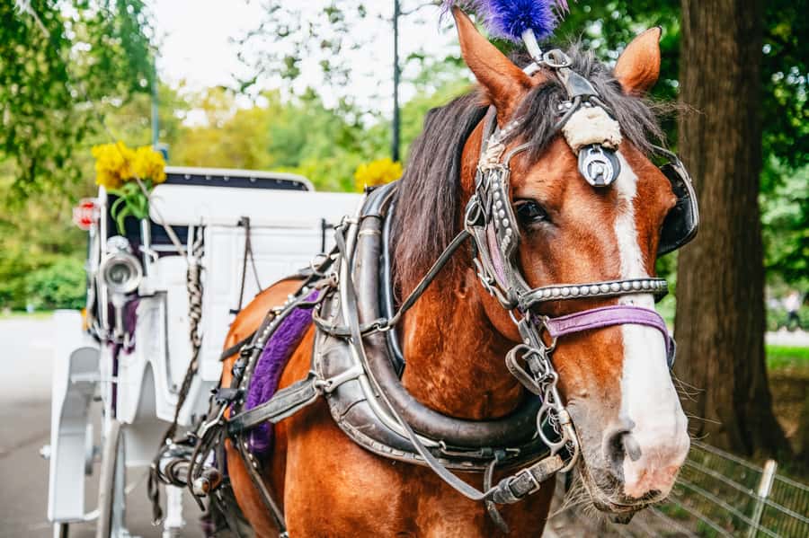NYC: Guided Central Park Horse Carriage Ride - Timing: how you’ll experience the 40–55 minutes