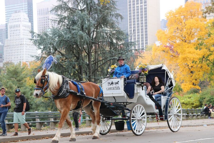 NYC: Guided Standard Central Park Carriage Ride (4 Adults) - Timing, distance, and who this ride is best for