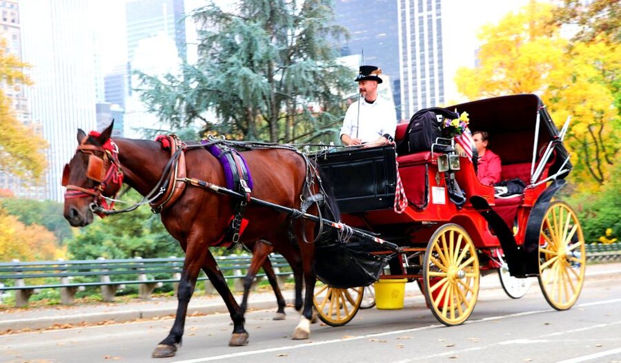 NYC: Guided Standard Central Park Carriage Ride (4 Adults) - Comfort on the carriage: roof, blankets, and horse care details