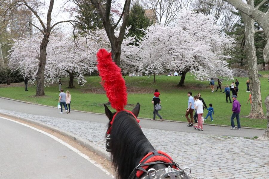 NYC: Guided Standard Central Park Carriage Ride (4 Adults) - Price per carriage: when $225 makes sense for a family of four
