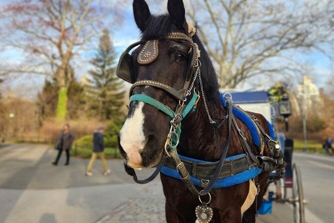 NYC Horse and Carriage Central Park Tours - Private Carriage vs. Walking Central Park Without the Squeeze