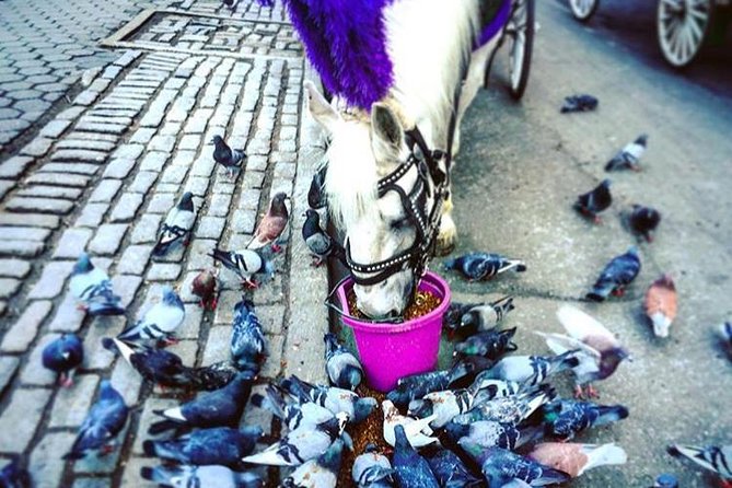 NYC Horse Carriage Ride in Central Park (50 Min. Up to 4 Adults) - Columbus Circle to Wollman Rink and the Carousel: City Edges Meet Park Icons