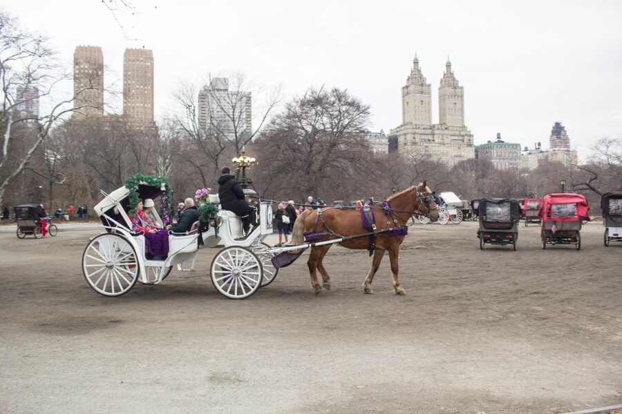 NYC Horse Carriage Ride in Central Park (65 min) - Feeding the horses: the small moment that changes the whole mood