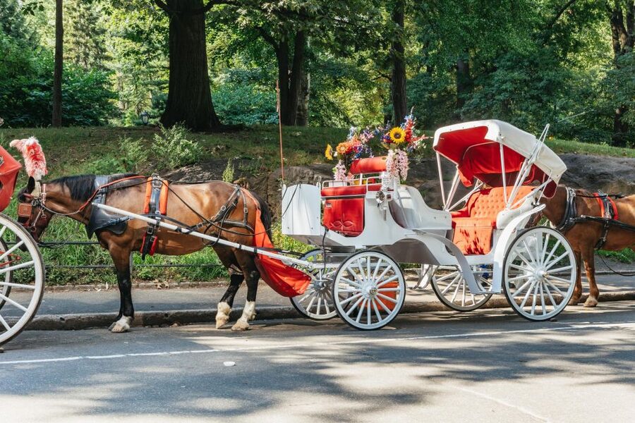 NYC MAGICAL NIGHT TIME RIDE Central Park/Rockefeller Center - The Itinerary, Stop by Stop: What Each Area Means for You