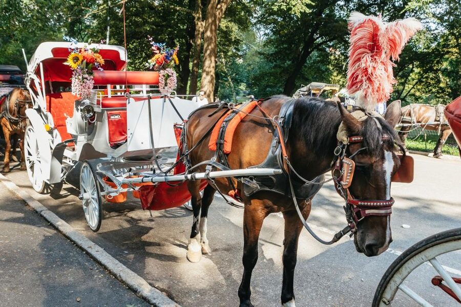 NYC MAGICAL NIGHT TIME RIDE Central Park/Rockefeller Center - Photo Tips That Actually Help