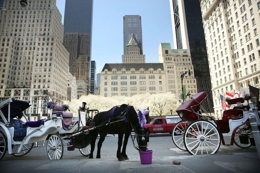 NYC: Private Central Park Horse Carriage Ride with Guide - Optional City Ride Down Fifth Avenue for the NYC Lights Feel