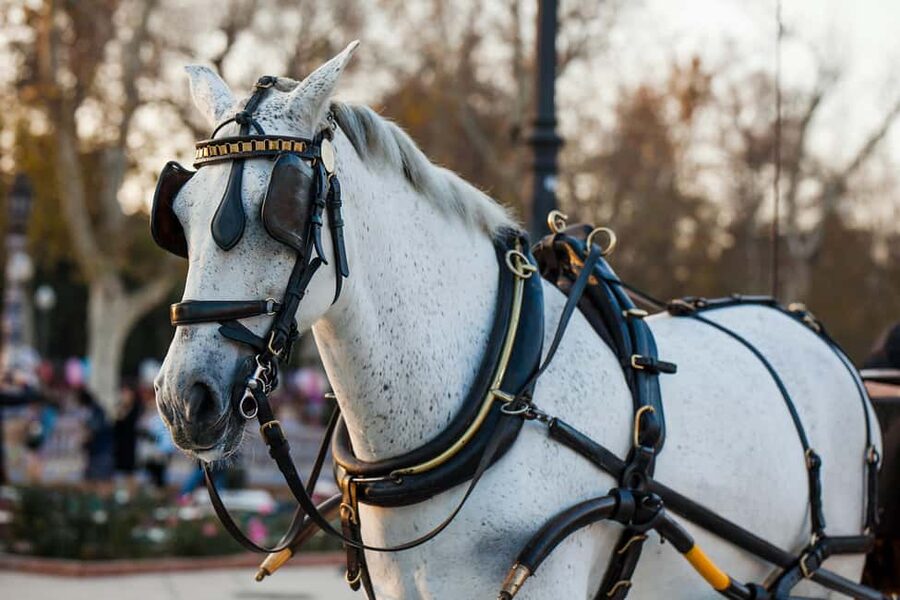 NYC Private Central Park Horse Carriage Ride with Guide - Bow Bridge on the route: cast iron charm in motion