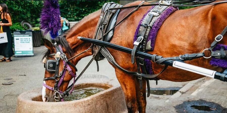 NYC: Private Christmas Lights Horse Carriage Ride - Quick, Specific Highlights