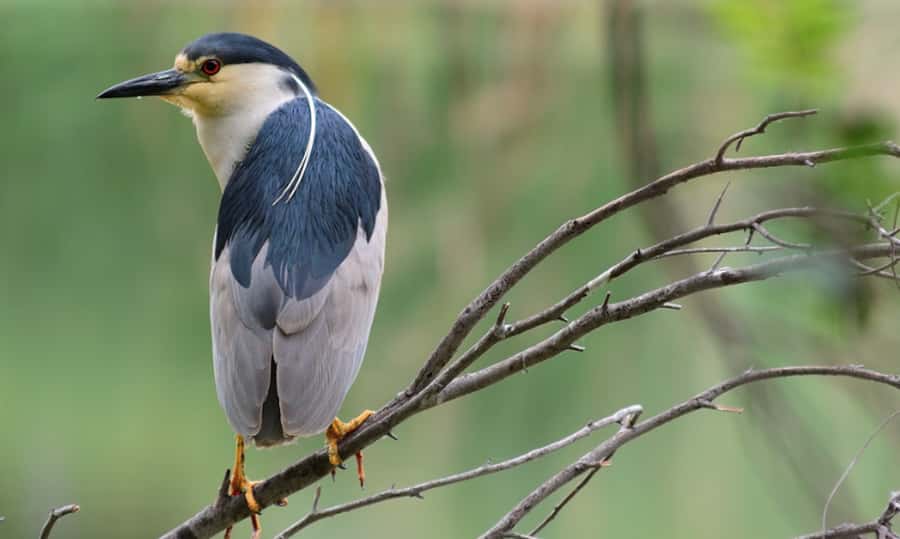 NYC: Urban Wildlife Sunset Tour of the East River - Urban Naturalists Gabriel Willow or Russell Jacobs: the narration that makes it click