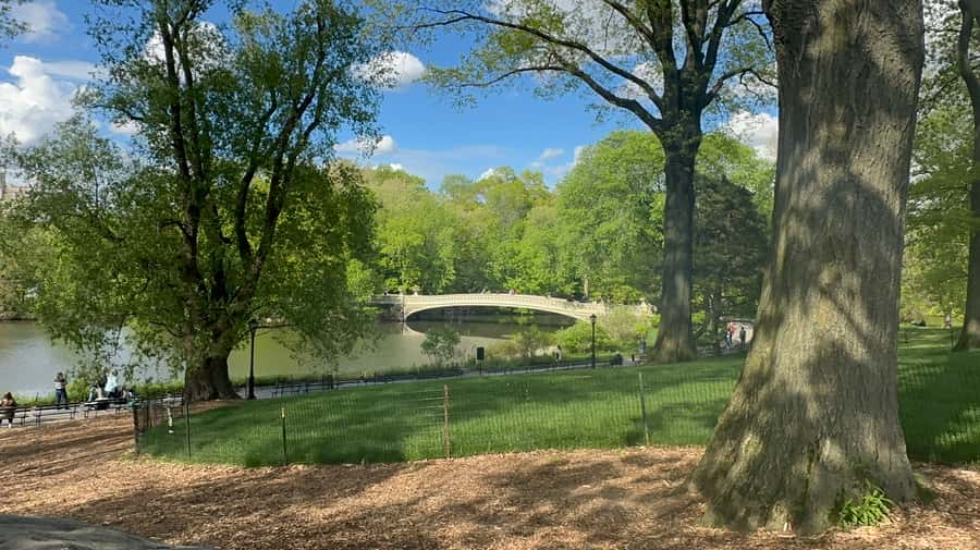 Official Exclusive VIP Horse Carriage Ride in Central Park - A private 45-minute Central Park ride that actually feels worth it