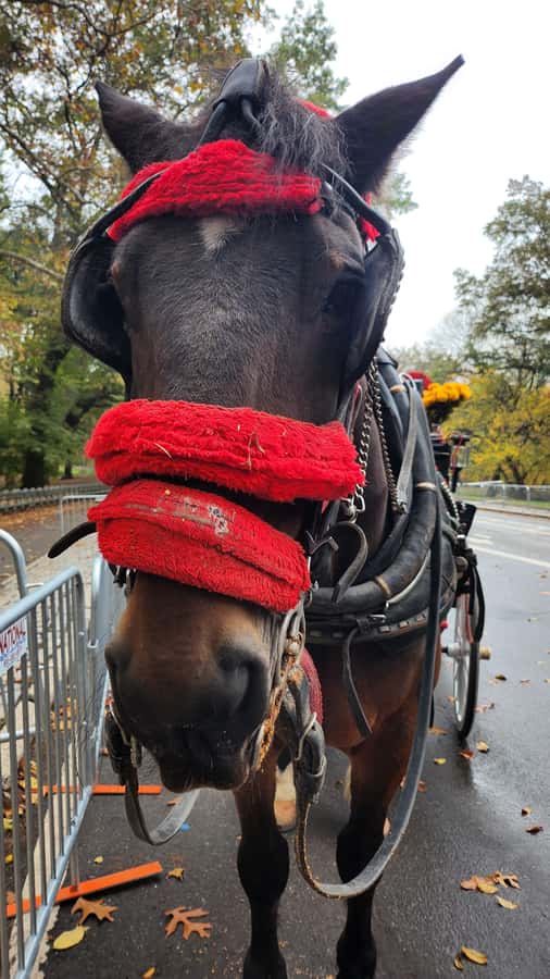 Official Exclusive VIP Horse Carriage Ride in Central Park - Tavern on the Green, Balto Statue, Summer Stage: the “you’ve seen this before” loop
