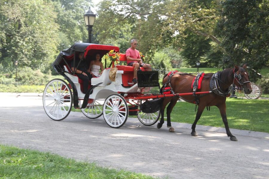 Romantic/Proposal Central Park Carriage Tour Up to 4 Adults - Champagne, roses, and timing that makes it feel real