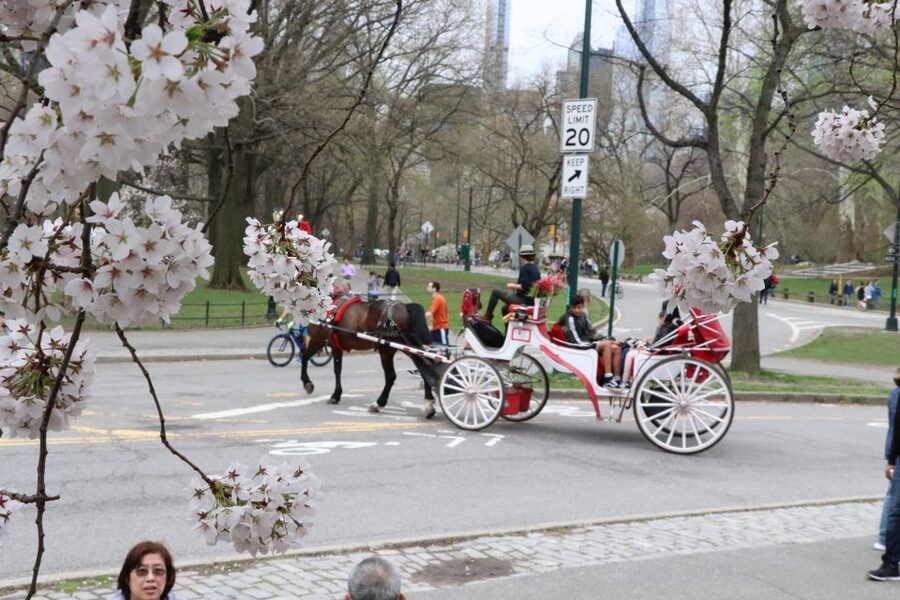 Romantic/Proposal Central Park Carriage Tour Up to 4 Adults - Who this tour suits best
